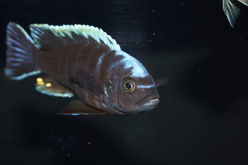 Cynotilapia aurifrons 'Lundu'